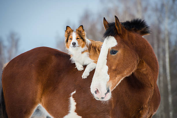 The Hidden Dangers in Common Dog & Horse Treats: Why All Natural Matter.