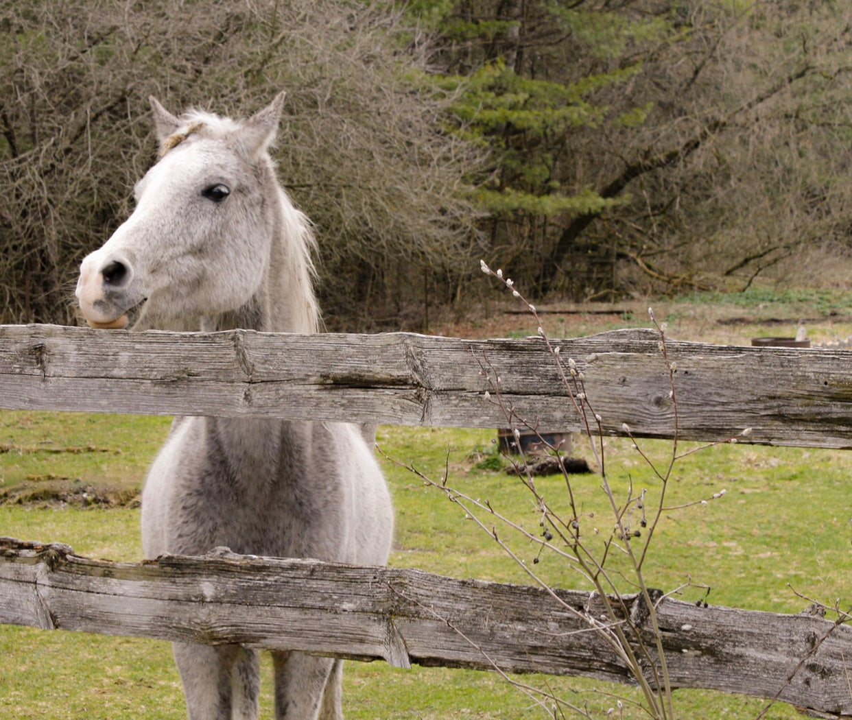 Date & Oat Bites Horse Treats